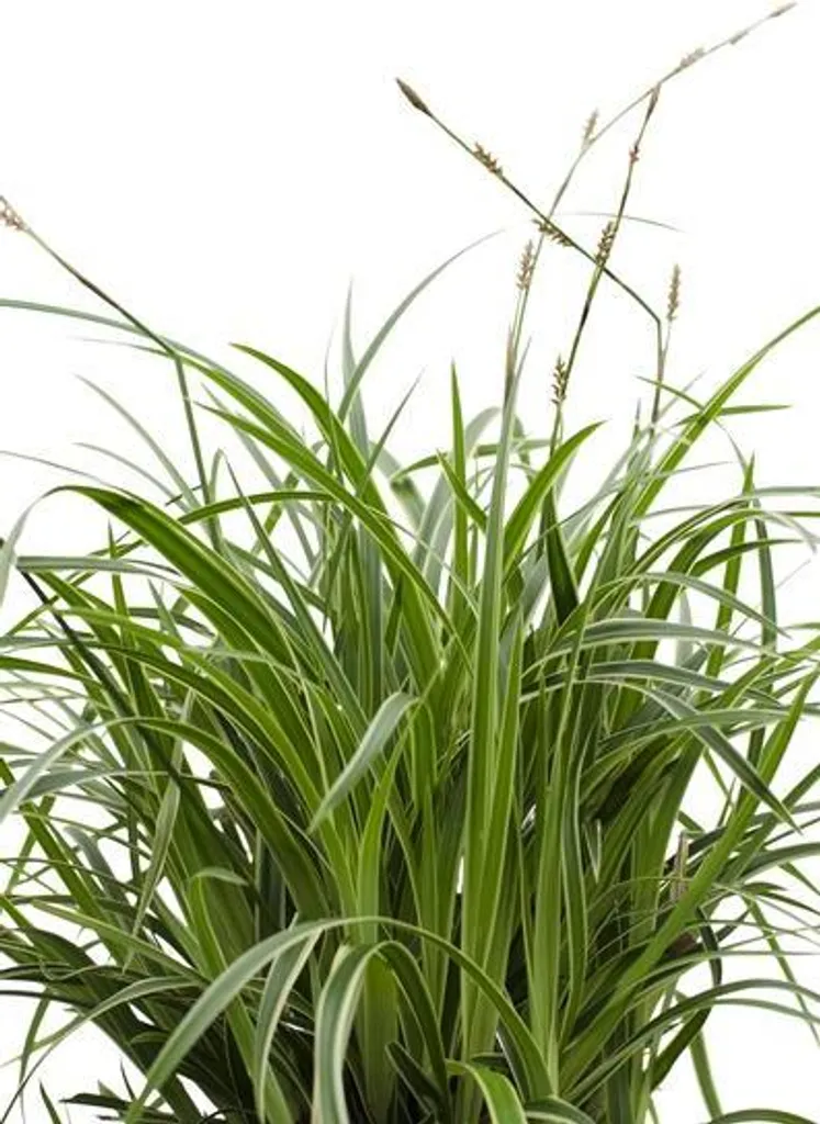 Plante couvre-sol Carex morrowii Ice Dance - Graminée décorative 30cm