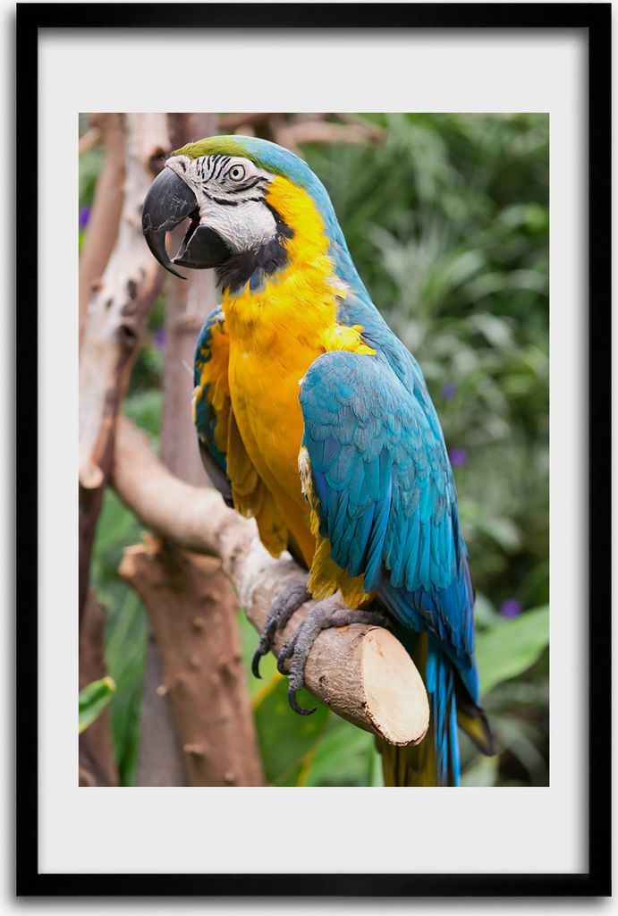 Bild - Bilderrahmen - 40 cm x 60 cm - MDF - Rahmen - Wandkunst - Macaw Papagei