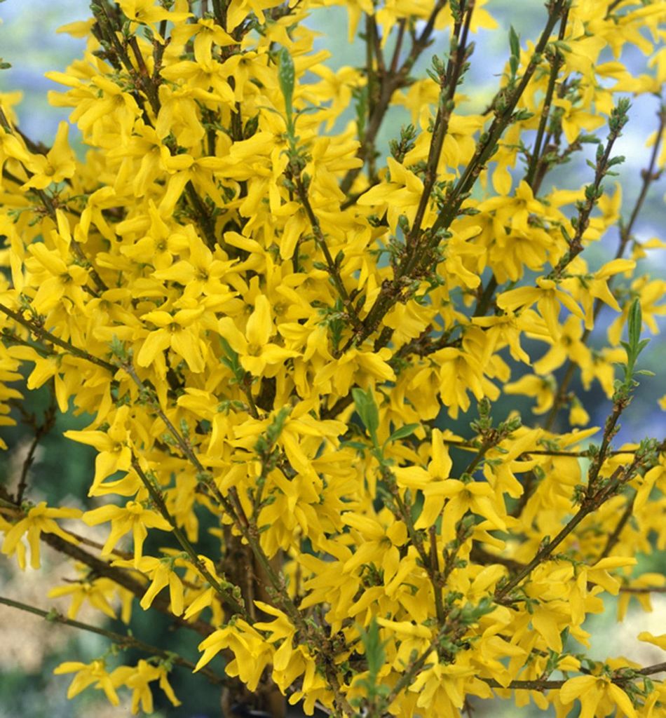 Goldglöckchen ́WEEK END ́ 20-30 cm, Cont. 1,4 l