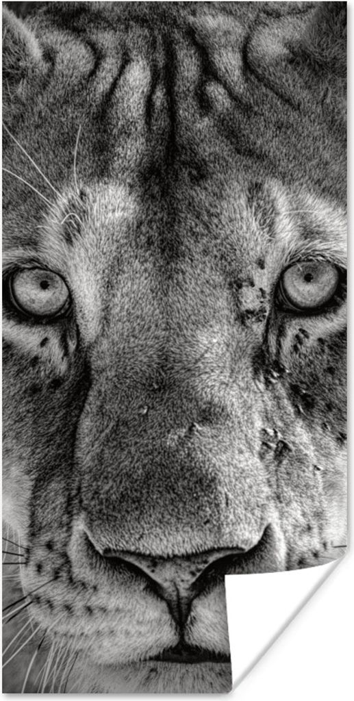 MuchoWow Poster Tierprofil Löwin in schwarz und weiß 20x40 cm - Plakat - Foto