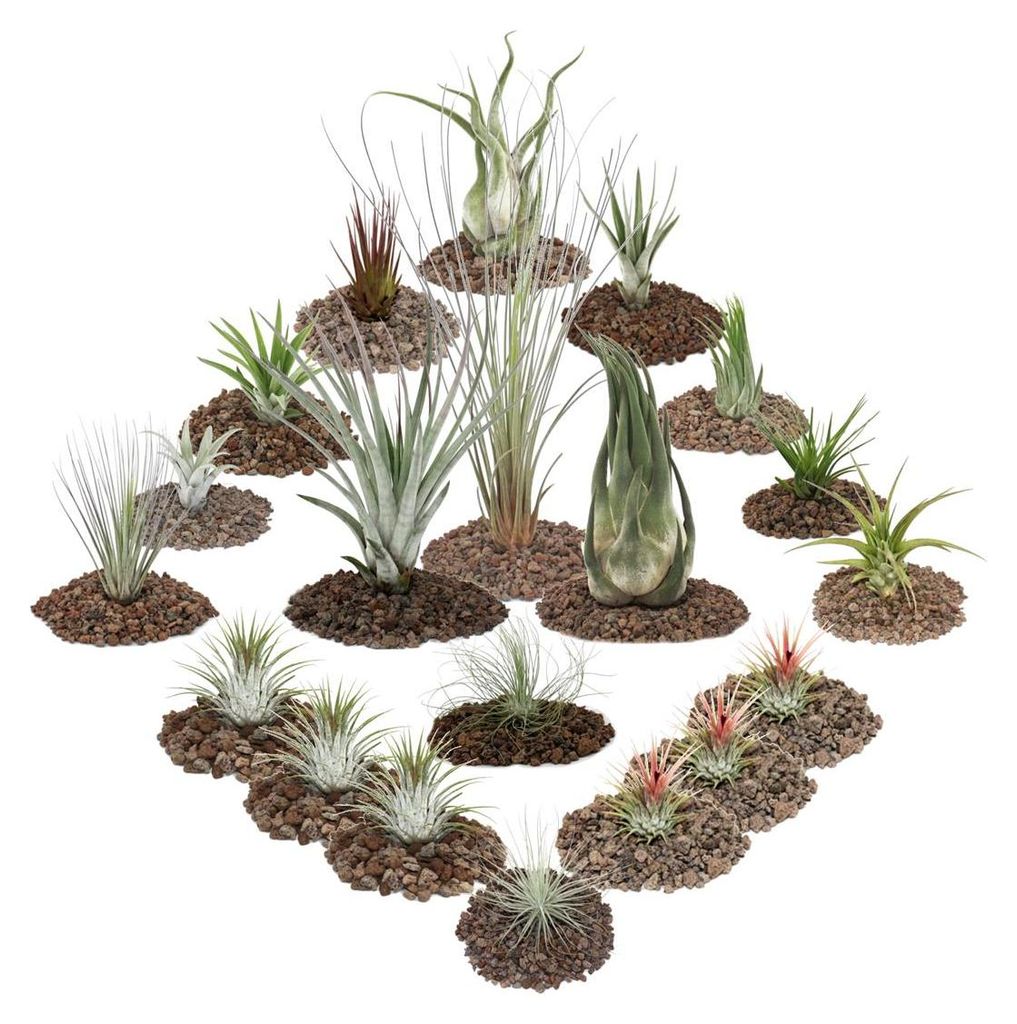 1 Tillandsien Set mit 20 Pflanzen inclusive 3 XXL-Pflanzen Produktbild 