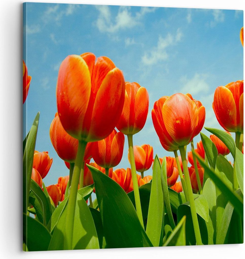 Bild auf Leinwand - Leinwandbild - Tulpe Blume blauer Produktbild 
