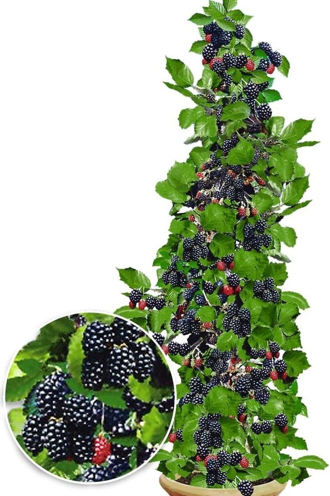 BALDUR Garten 2x Säulen-Brombeeren Navaho® 'Big&Early' Produktbild 