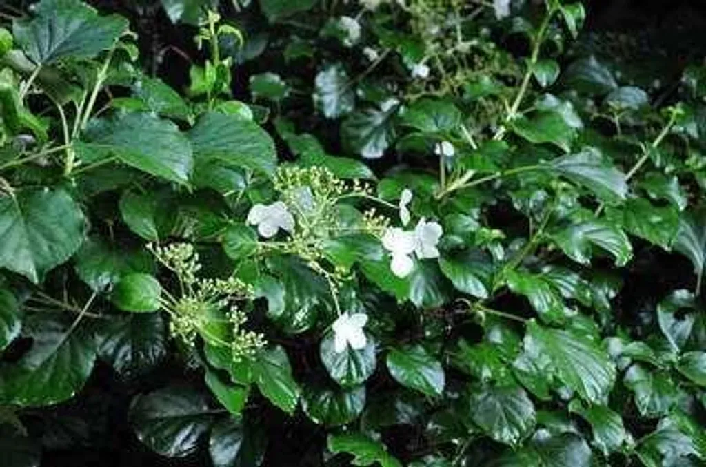 Hydrangea Petiolaris 100-125 cm - Hortensia grimpant rustique à fleurs
