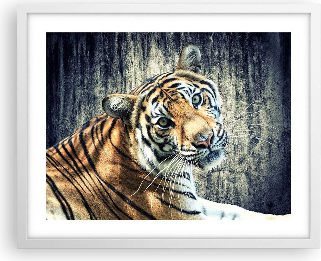 Gerahmtes Poster - Weißer Rahmen - Indien stein tiger wild - 50x40 cm - Wand Bild - Wanddeko - Wandbilder - Kunstposter - Wandposter - Bilderrahme...