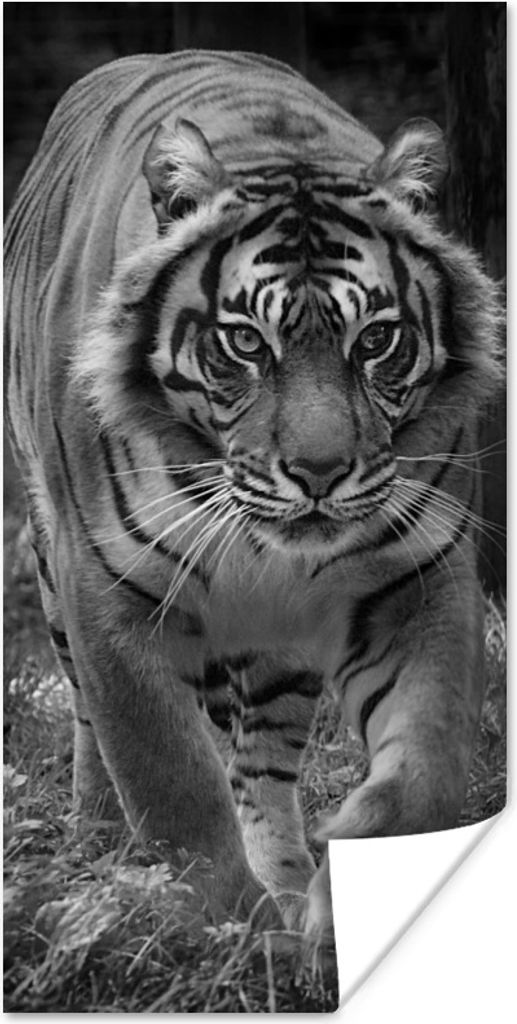 MuchoWow Poster Tiger - Gras - Wilde Tiere 20x40 cm - Plakat - Foto