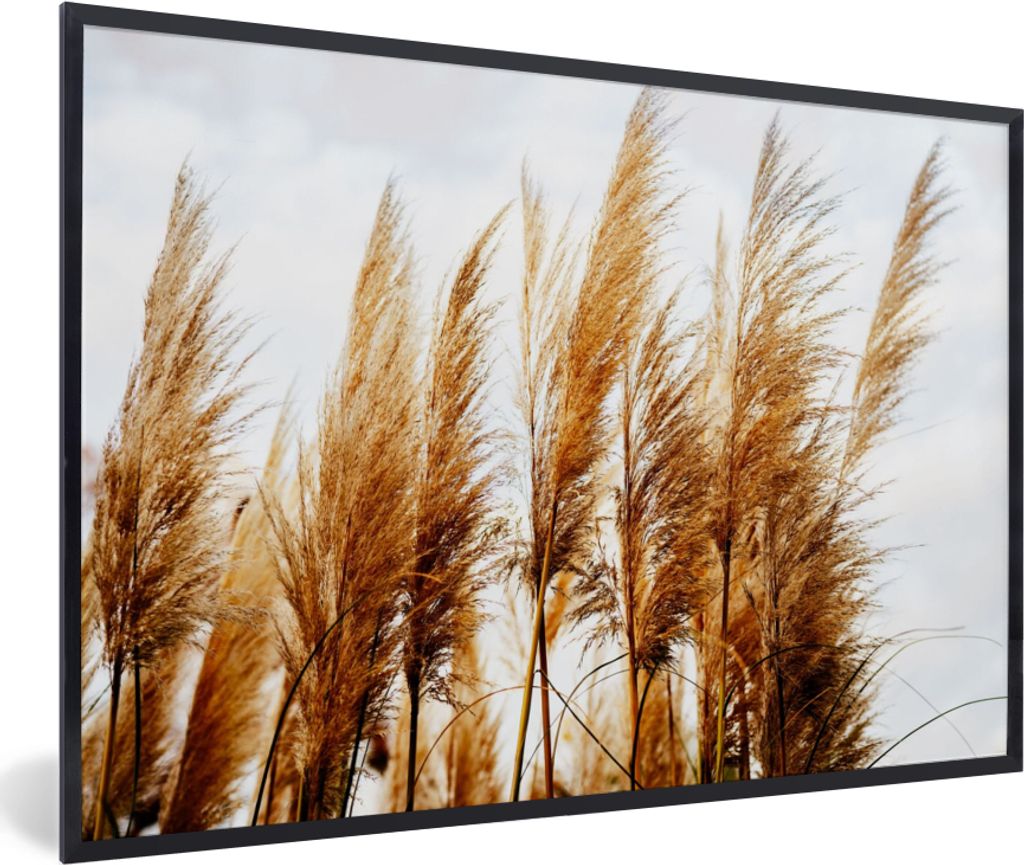 MuchoWow Gerahmtes Poster Pampasgras - Sonne - Gras 30x20 cm - Poster mit Schwarzem Bilderrahmen Wandposter Rahmen Foto Bilder - Kunstdruck - Bil...
