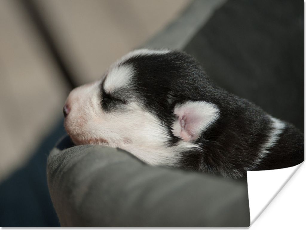 MuchoWow Poster Schlafender Hund auf dem Sofa 120x90 cm - Wandbild