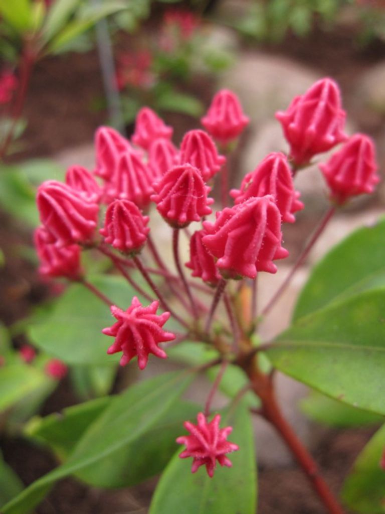 Lorbeerrose - Berglorbeer Pinkobello - Kalmia latifolia Produktbild 