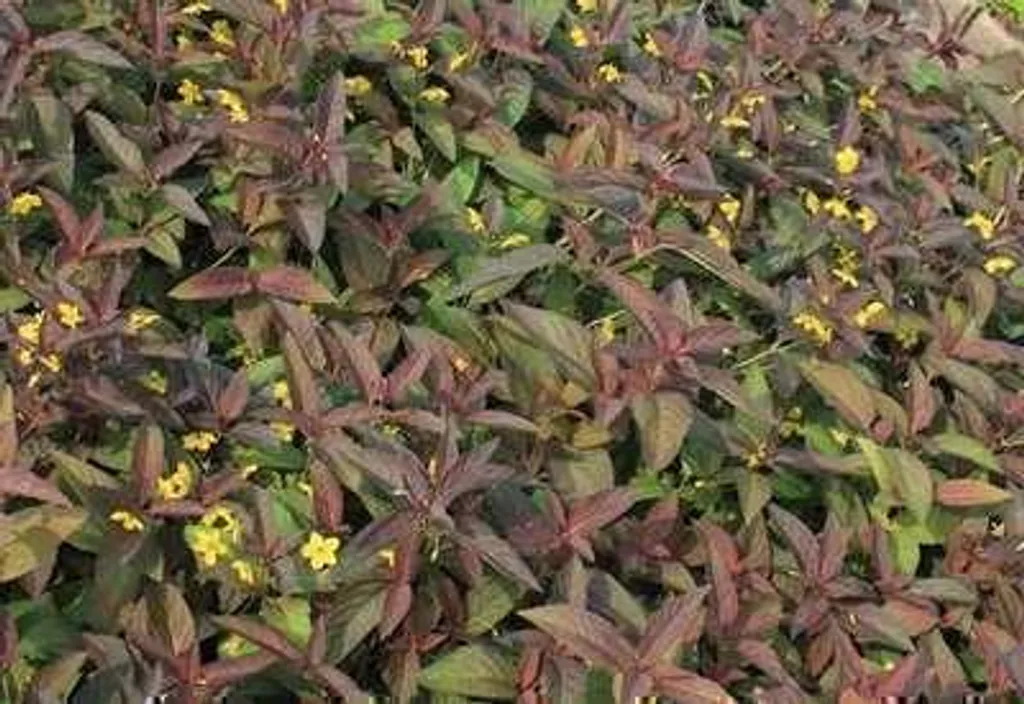 Lysimachia Firecracker au feuillage pourpre - 6 plantes en pot 9cm