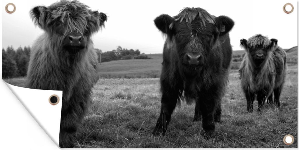 MuchoWow 60x30 cm Outdoor-Poster Gartendeko Sichtschutz Garten Poster für den Garten Schottische Highlander - Kühe - Natur - Grün - Gras