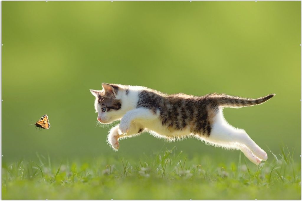 Wallario Wandbild Süße Katze fängt Schmetterling im Grünen, Größe: 61 x 91,5 cm, Poster mit rahmenlosen Bildhalter