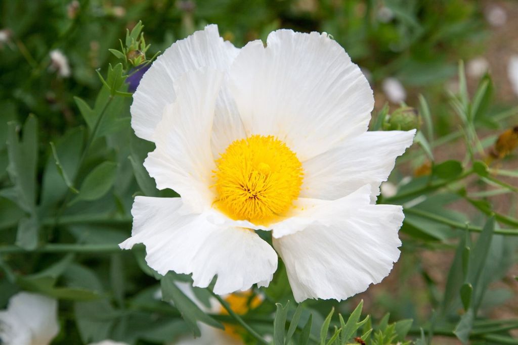 Romneya coulteri, Kalifornischer Baum-Mohn, weiß, ca. 11x11 Produktbild 