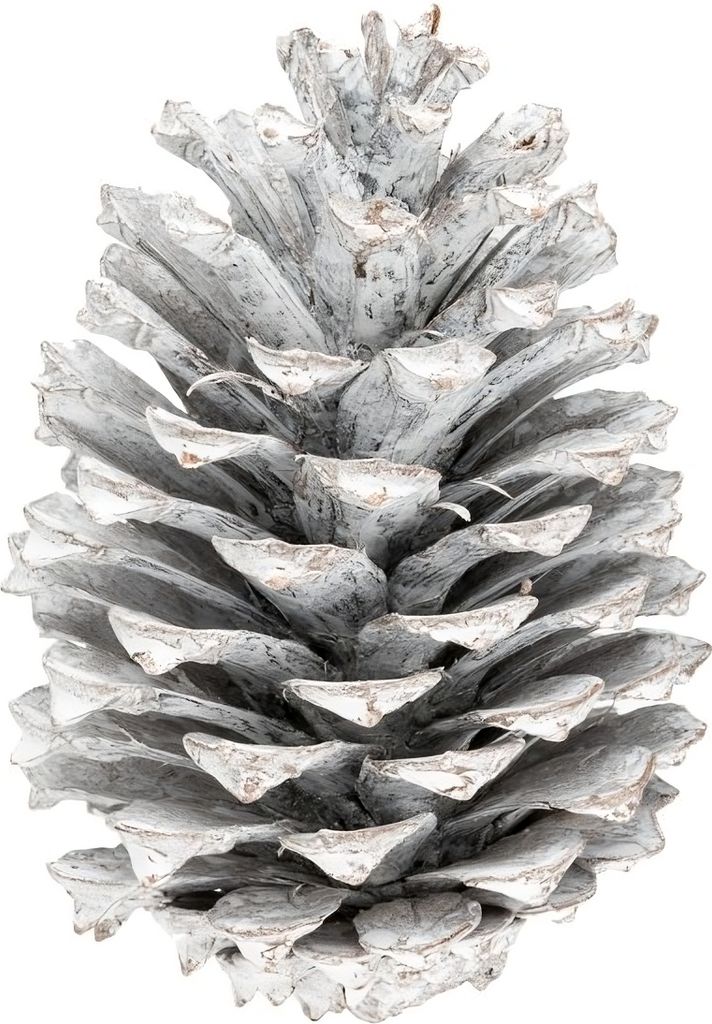 Pinus maritima Weiß, Größe 10-14cm, 10 Stück | Weiße Tannenzapfen