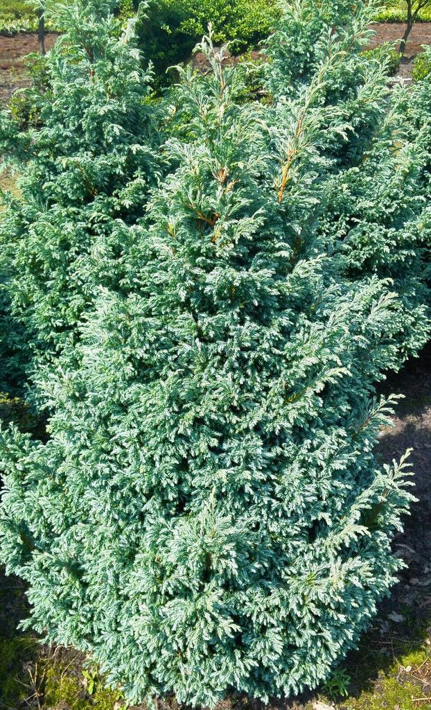 Kleine Silberzypresse Chamaecyparis pisifera 'Boulevard' 20 Produktbild 