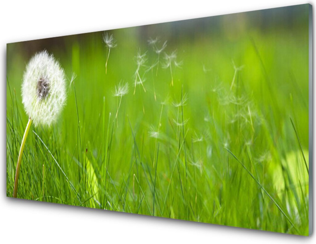Küchenrückwand aus Glas 100x50cm Spritzschutz Pusteblume Gras Pflanzen