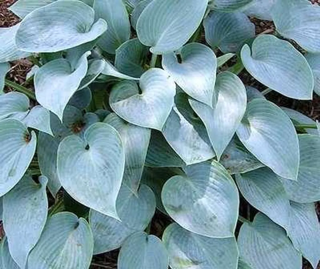 Plantes pour Zone Ombragée : Hosta Halcyon Bleu - Lot de 6 Pots 9 cm