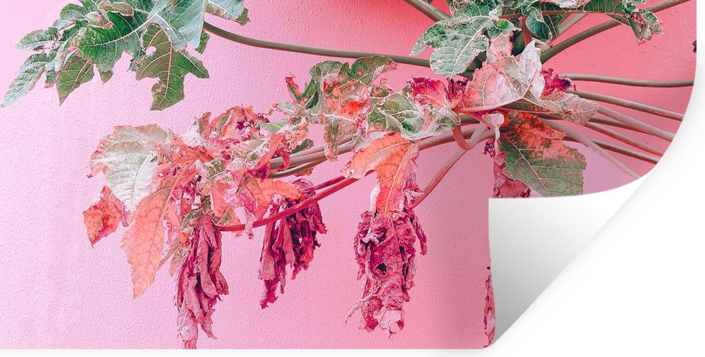 MuchoWow Wandtattoo Wandsticker Wandaufkleber Palme - Tropisch - Rosa - Sommer 120x60 cm Selbstklebend und Repositionierbar - Sticker - Dekorfolie