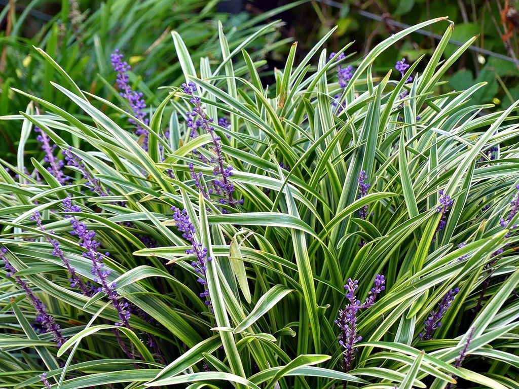 Stauden Gänge 5 x Liriope muscari ‚Gold Banded' im 1 Liter Topf - Bunte Lilientraube - Goldene Akzente für stilvolle Beete - Winterhart