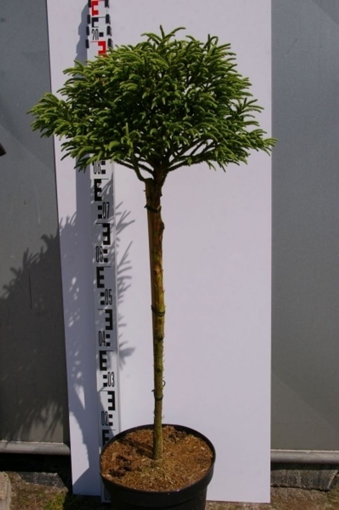 Cryptomeria japonica Little Diamond - japanische Produktbild 