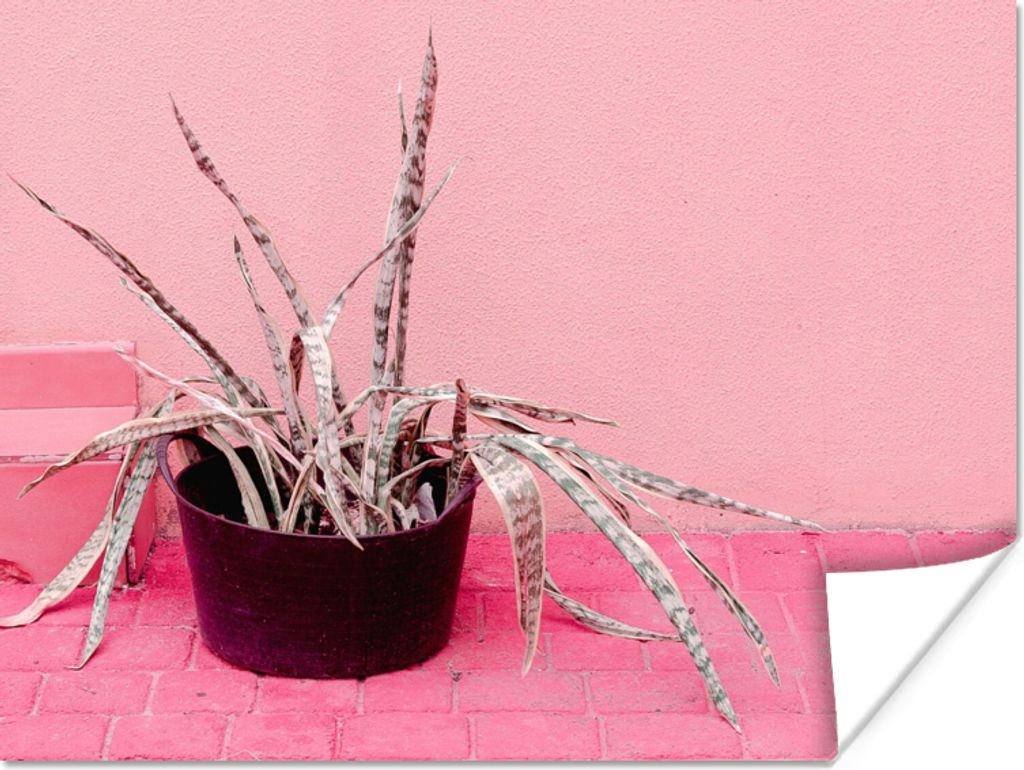 MuchoWow Poster Sommer - Rosa - Pflanzen 160x120 cm - Foto Plakat