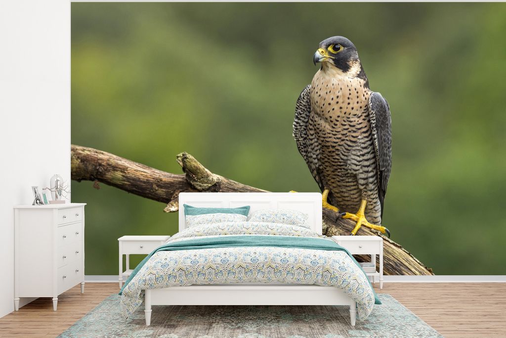 MuchoWow Fototapete für Wohnzimmer oder Schlafzimmer Wandtapete Vinyl Motivtapete Wanderfalke - Äste - Vogel - 400x300 cm - Papiertapeten