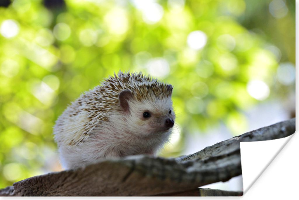 MuchoWow Poster Kleiner Igel im Baum 60x40 cm - Schlafzimmerdekoration