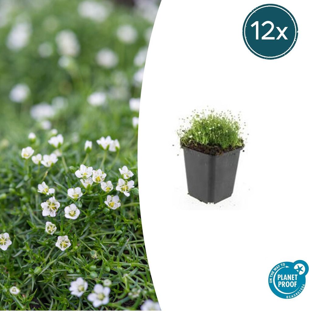 Bodendecker - Steingarten - Sternmoos - Sagina subulata - 9cm Topf - Set mit 12 Pflanzen