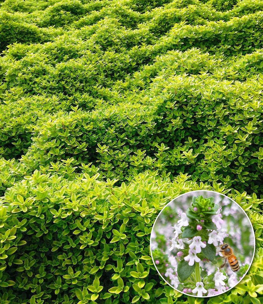 BALDUR Garten 3x Bodendecker Zitronenthymian, Pflanzen im 9x9 cm-Topf, Thymus citriodorus aureus, Polsterthymian, Thymian Pflanzen, blühende winte...