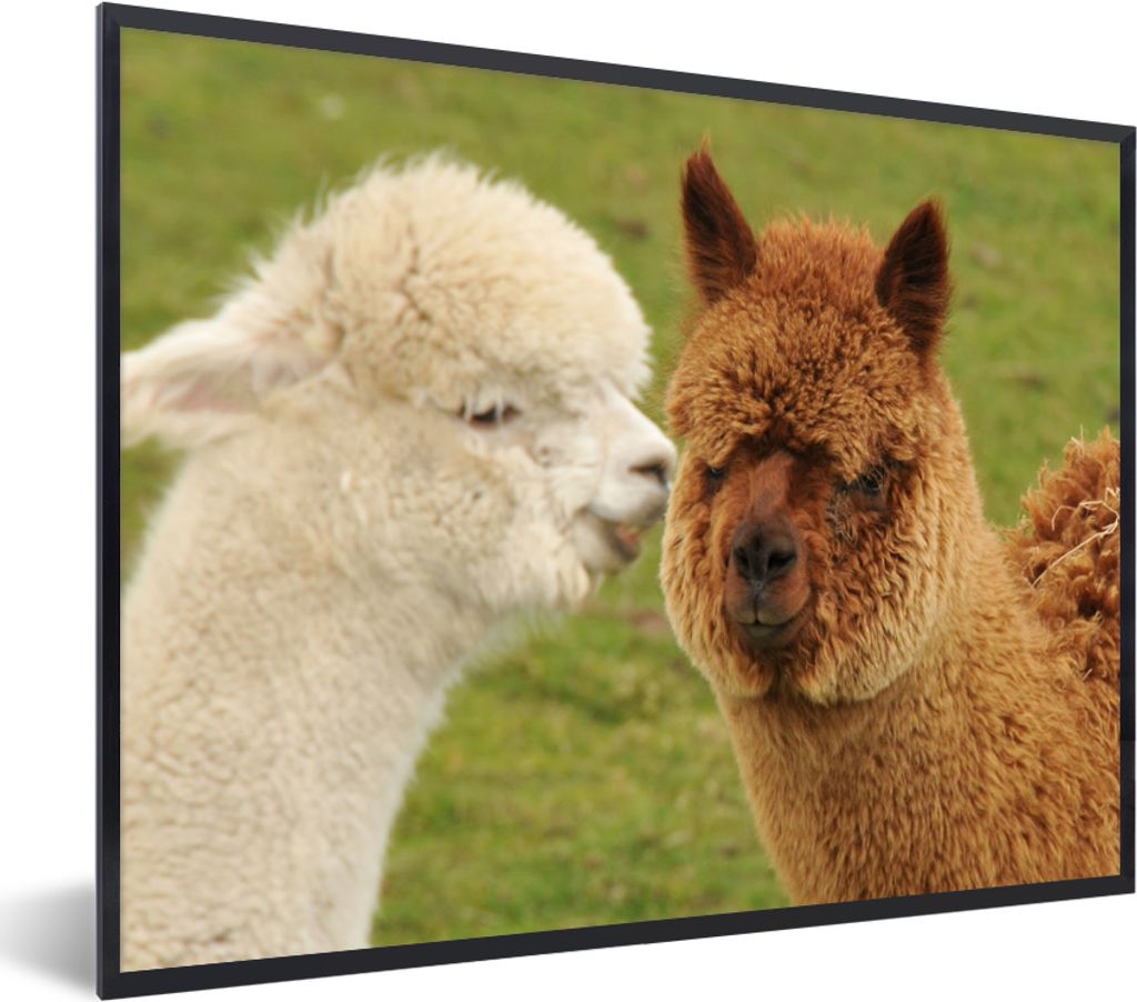 MuchoWow MuchoWow Gerahmtes Poster Alpaka - Gras - Tiere 40x30 cm - Poster mit zchwarzem Bilderrahmen - Kunstposter - Wanddekorationen
