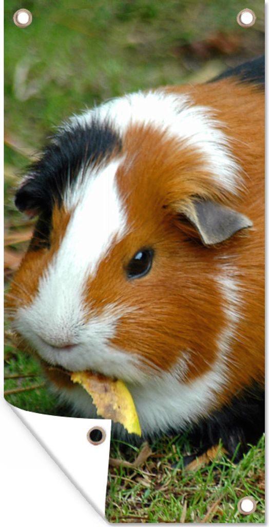 MuchoWow 30x60 cm Outdoor-Poster Gartendeko Sichtschutz Garten Poster für den Garten Meerschweinchen draußen