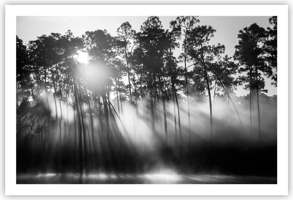 Poster - Poster ohne Rahmen - Wald Kiefer Sonne - 91,5x61 cm - Wand Bild - Wanddeko - Wandbilder - Kunstposter - Wandposter - Bilder - Kunstdruck -...