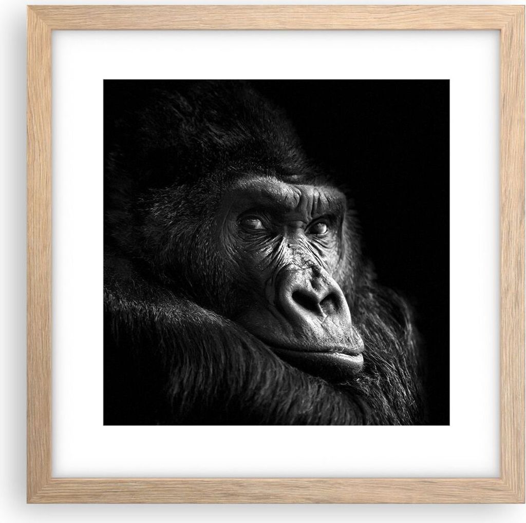 Gerahmtes Poster - Rahmen in heller Eiche - Affe Gorilla Porträt - 30x30 cm - Wand Bild - Wanddeko - Wandbilder - Kunstposter - Wandposter - Bilde...