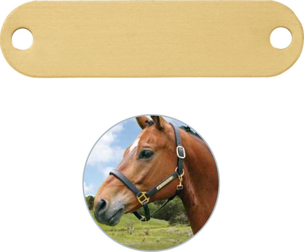 A golden metal tag is shown above a close-up of a horse's head wearing a halter.
