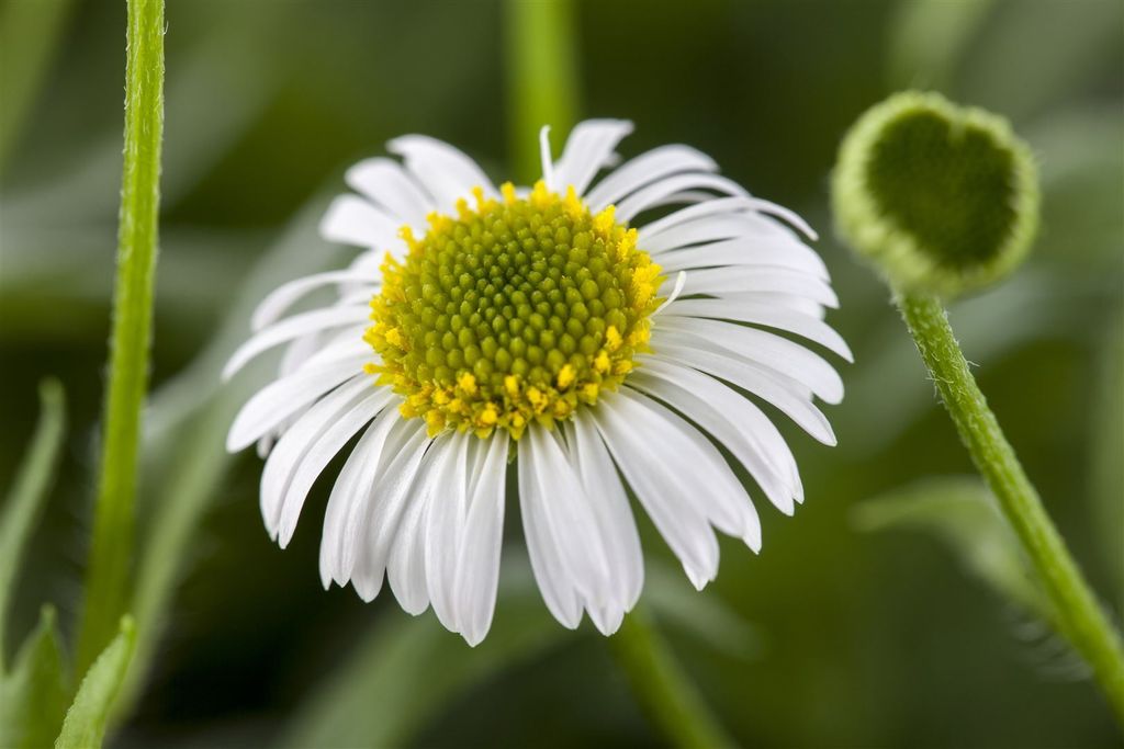 Erigeron karvinskianus, Spanisches Gänseblümchen, ca. 9x9 cm Topf