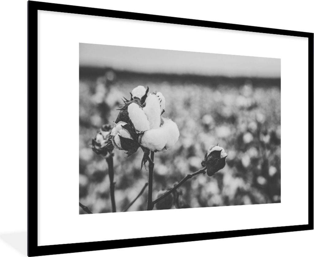 MuchoWow Gerahmtes Poster Baumwolle - Pflanzen - Schwarz - Weiß 90x60 cm - Poster mit Schwarzem Bilderrahmen Wandposter Rahmen Foto Bilder - Wan...
