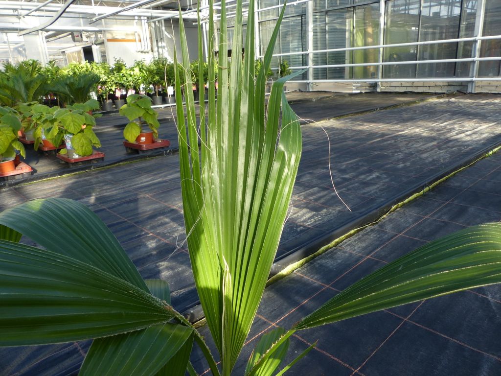 Washingtonia Filifera 70 - 80 cm, | Kaufland.de