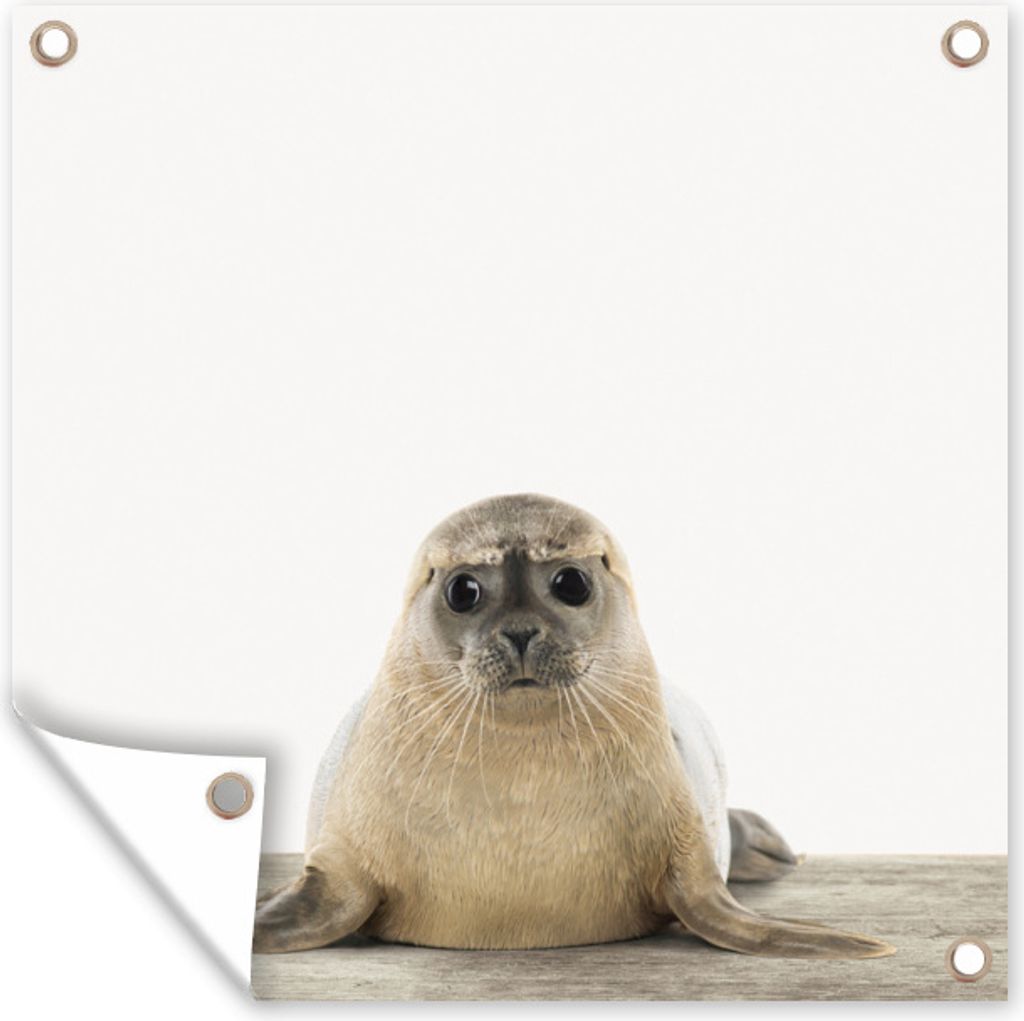 MuchoWow 100x100 cm Outdoor-Poster Gartendeko Sichtschutz Garten Poster für den Garten Tiere - Robbe - Weiß
