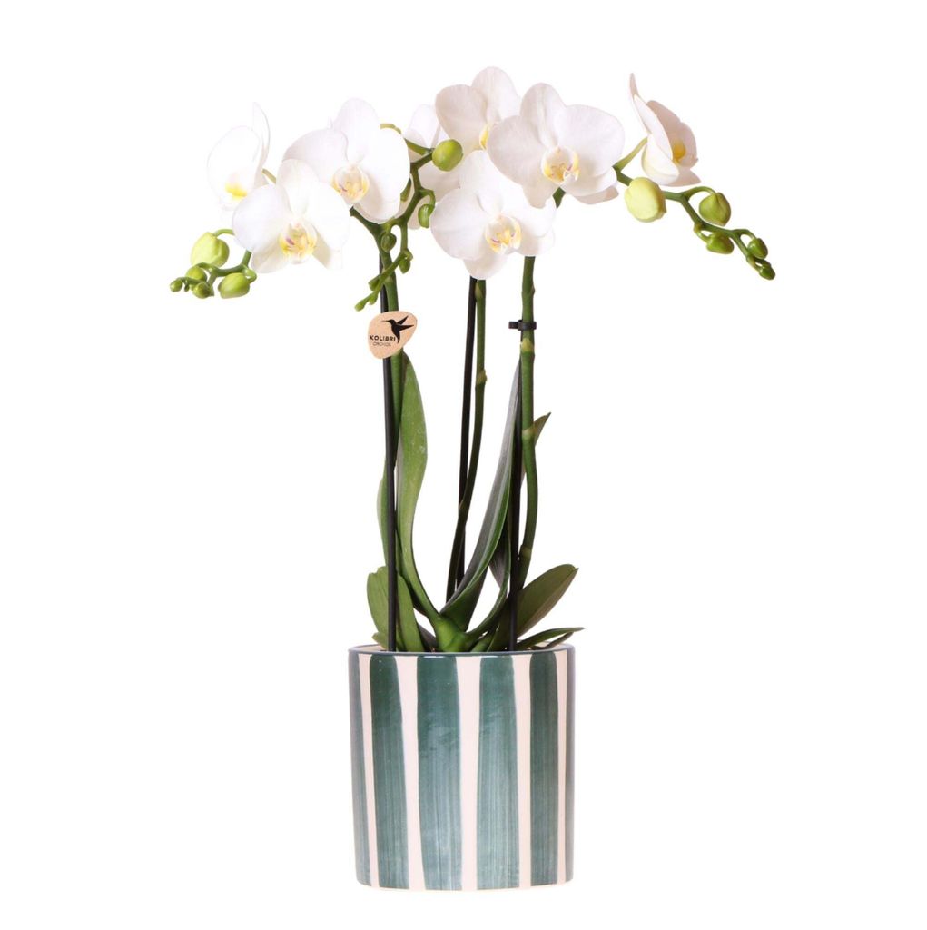Kolibri Orchids | Weiße Phalaenopsis Orchidee Amabilis + Painted Stripe Topf Grün - Topfgröße Ø9cm | Blühende Zimmerpflanze - Frisch vom Züc...