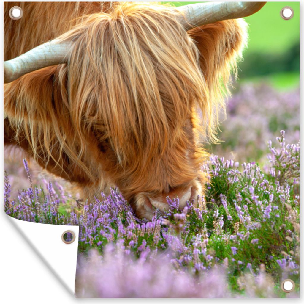 MuchoWow 50x50 cm Outdoor-Poster Gartendeko Sichtschutz Garten Poster für den Garten Schottische Highlander - Gras - Heidekraut - Tiere