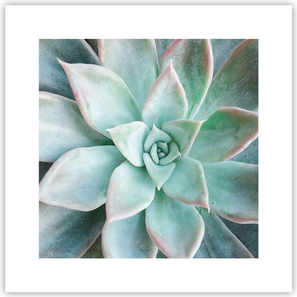 Poster - Poster ohne Rahmen - Blau Blätter Agave - 30x30 cm - Wand Bild - Wanddeko - Wandbilder - Kunstposter - Wandposter - Bilder - Kunstdruck -...