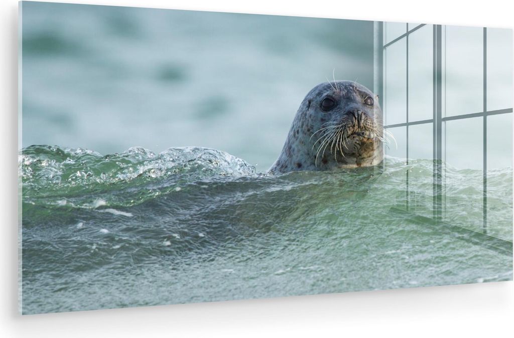 MuchoWow Glasbilder - Bilder auf Wandbild - Foto auf Glas Nordsee - Seehund - Wasser 80x40 cm Wanddekoration aus Glas - Acrylglasbild - Acrylbilder...