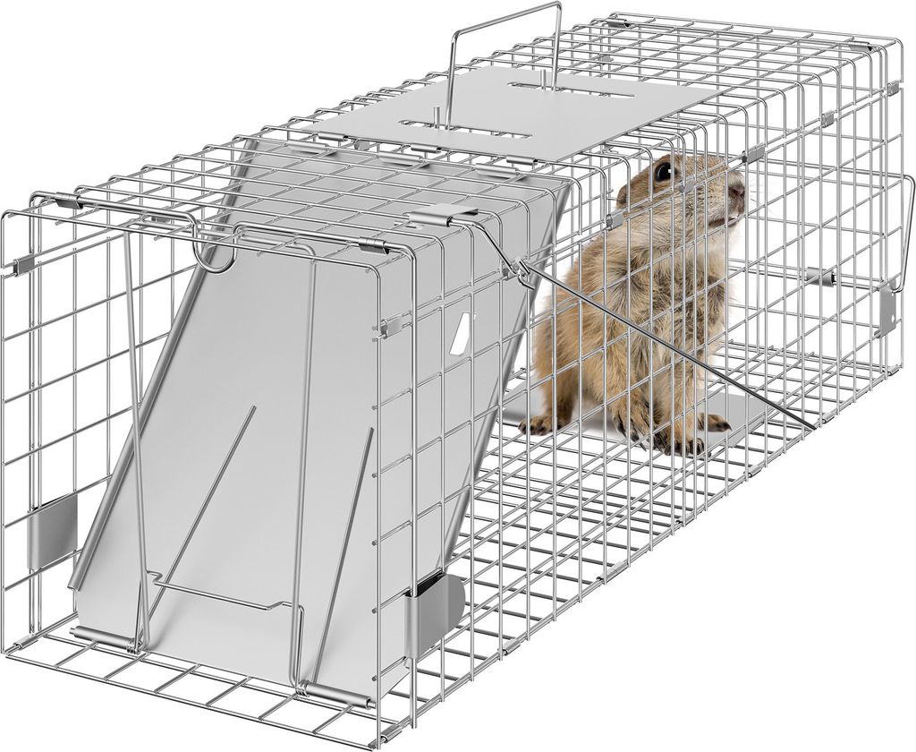 A small animal is inside a metal cage trap.
