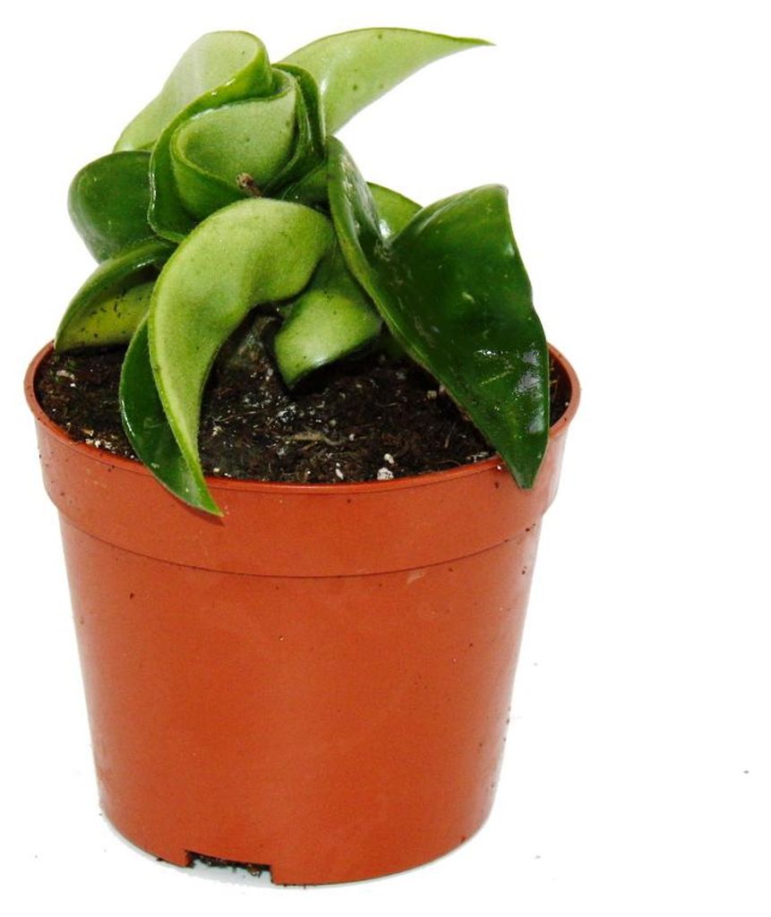 Mini-Pflanze Hoya carnosa compacta fleischige Produktbild 