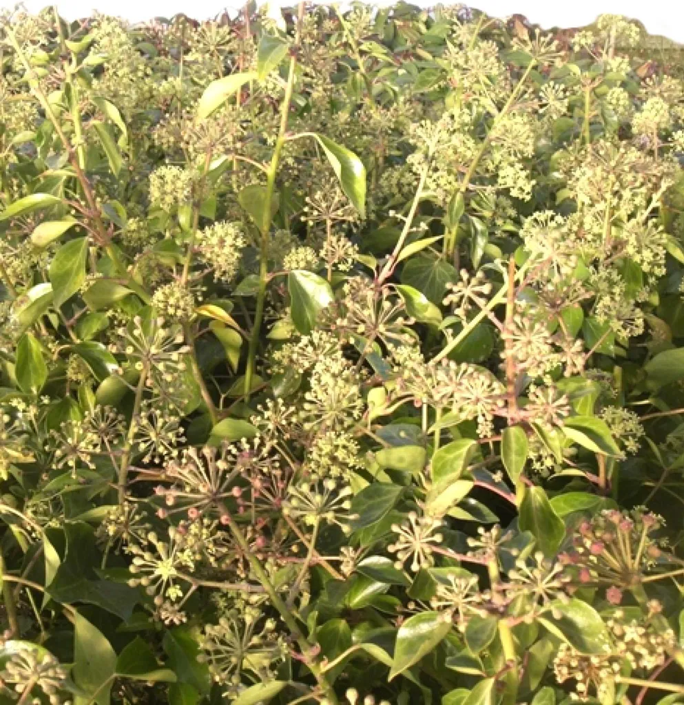 Arbuste de lierre Hedera Helix Arborescens 80-100 cm pour haie basse