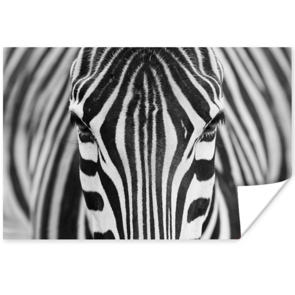 MuchoWow Poster Zebra - Tiere - Schwarz und weiß - Porträt 120x80 cm - Bilder