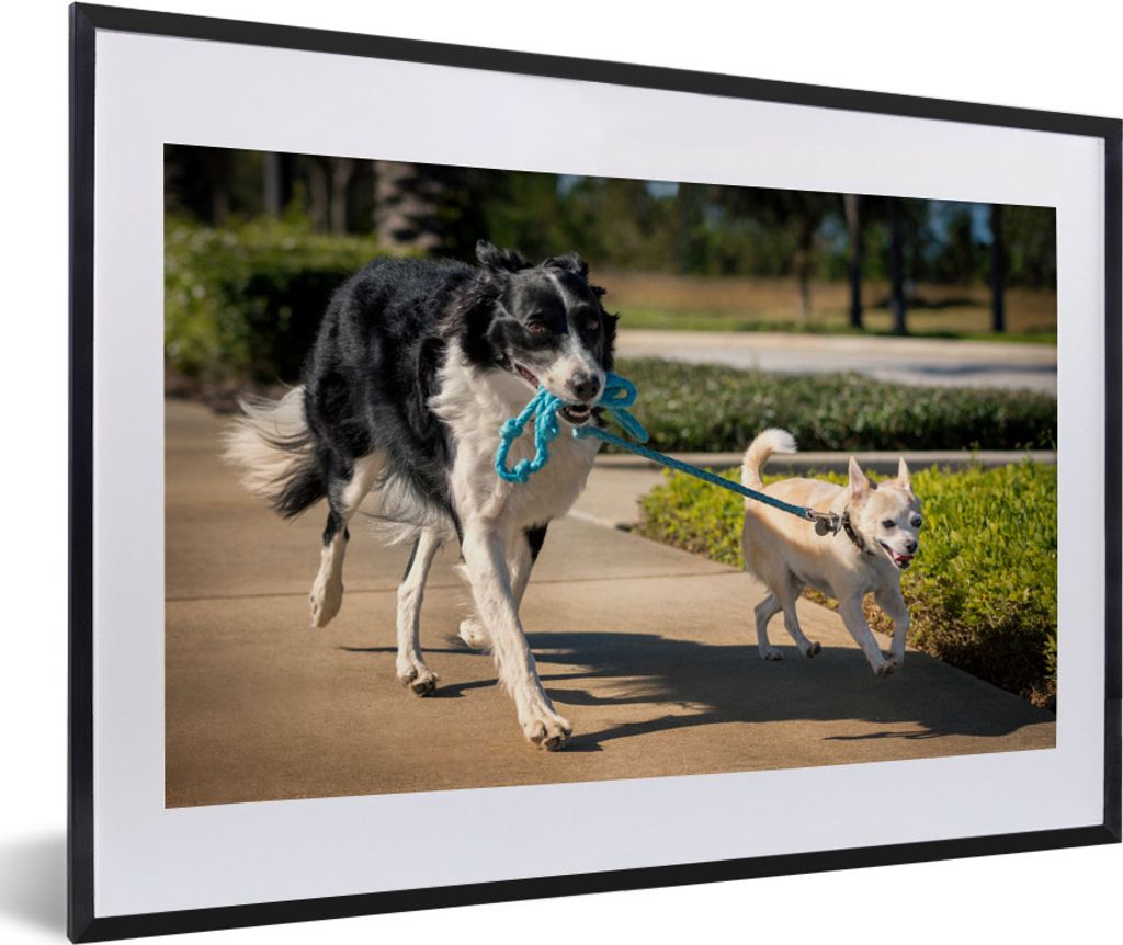 MuchoWow MuchoWow Gerahmtes Poster Hund - Seil - Park 60x40 cm - Poster mit zchwarzem Bilderrahmen - Schlafzimmer - Plakat in Rahmen - Drucken