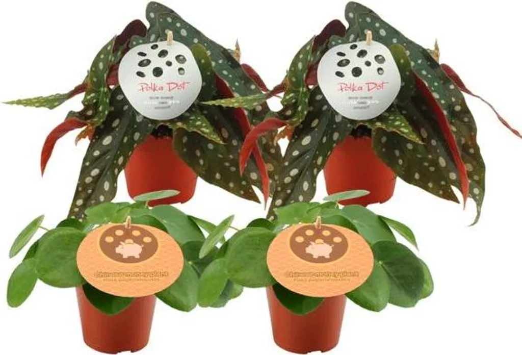 Plantes d'intérieur Faciles Lot de 4 Pilea et Bégonia Maculata Ø12cm
