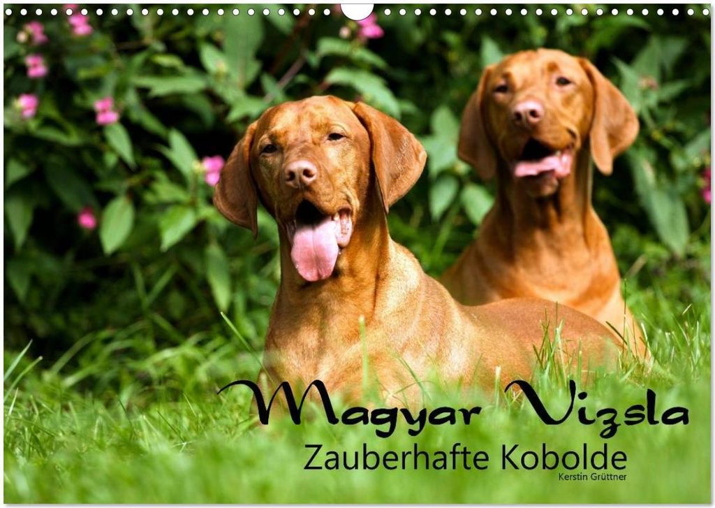 Magyar Vizsla - Zauberhafte Kobolde (Wandkalender 2026 DIN A3 quer), CALVENDO Monatskalender