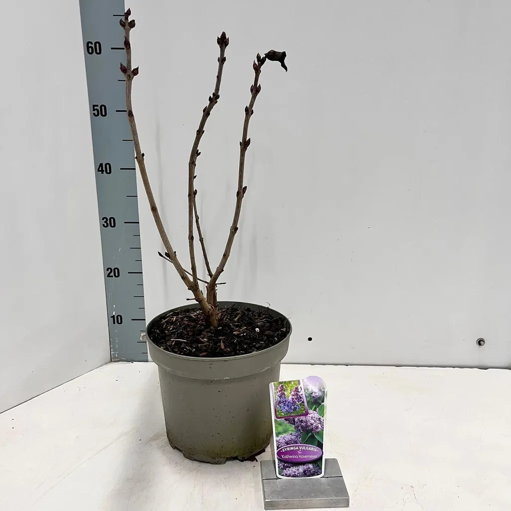 Syringa vulgaris Katherine Havemeyer - Lilas commun double pot 50-60 cm
